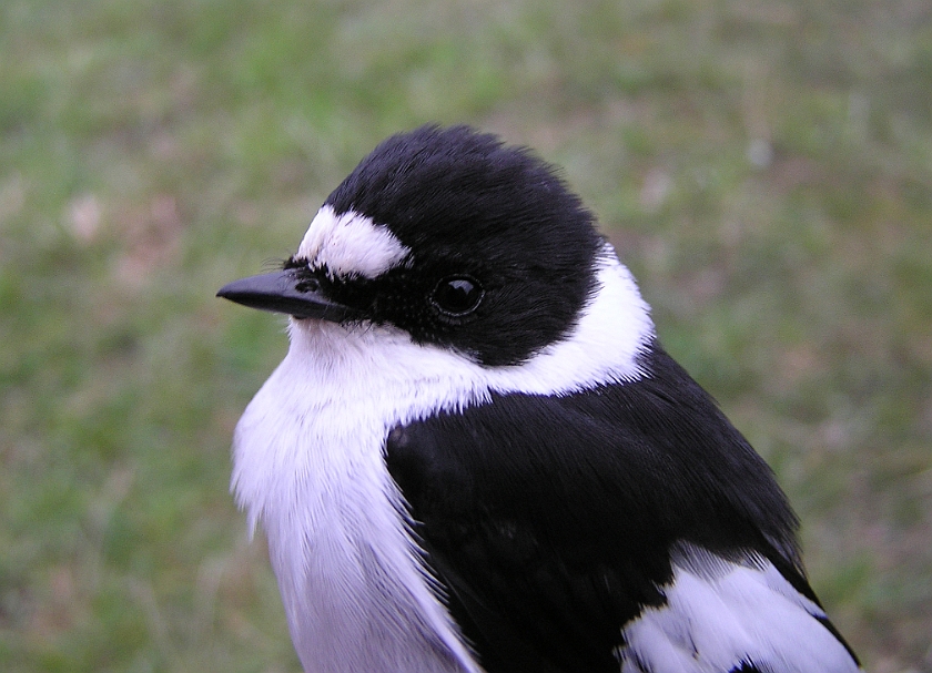 Collared Flycatcher, Sundre 20100511